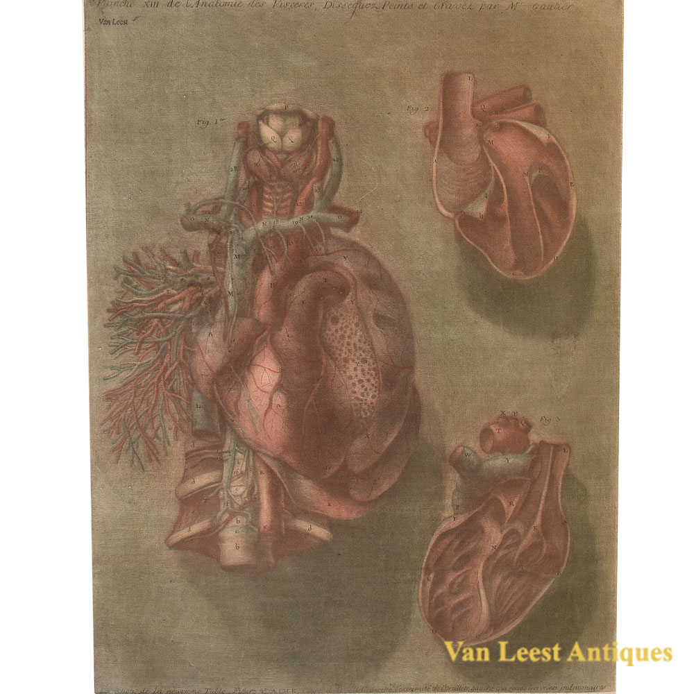 Gautier d’Agoty anatomical print of the heart, plate 13