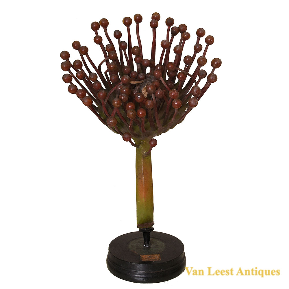 Brendel Drosera Botanical Model, c. 1880