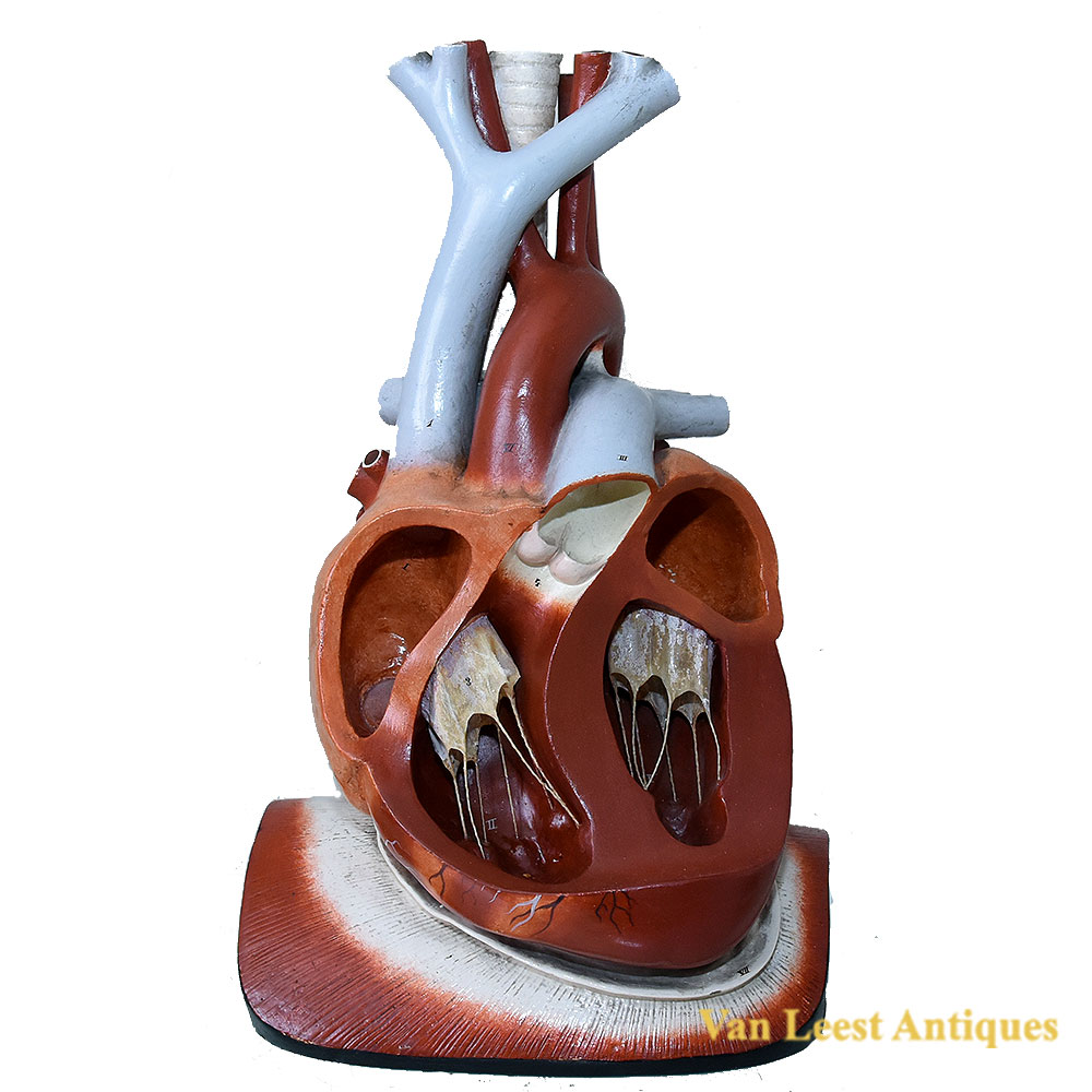 Bock Steger Anatomical model, C 1895.